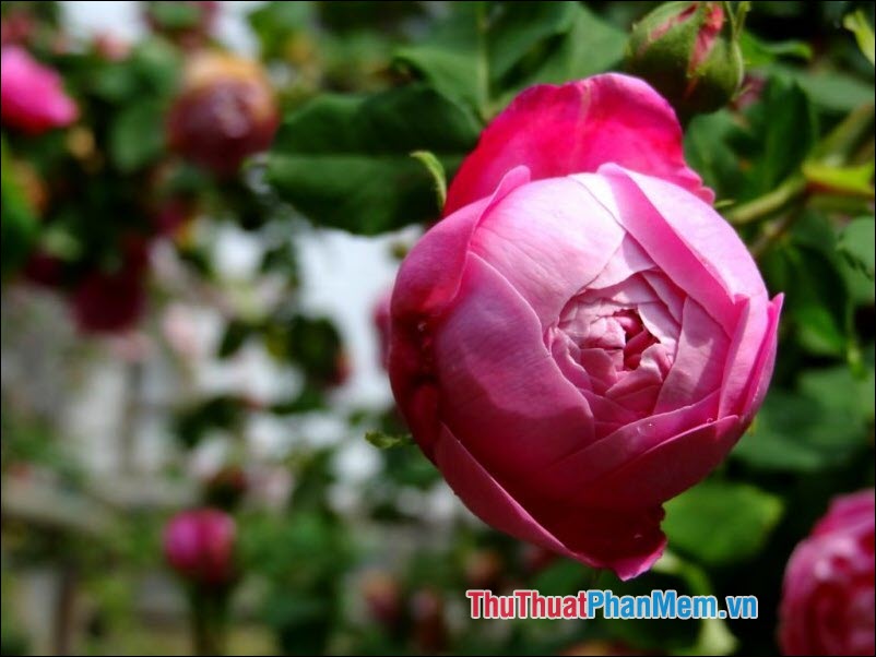 The most beautiful roses Picture 10