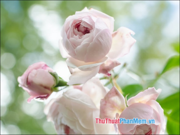 The most beautiful roses Picture 11