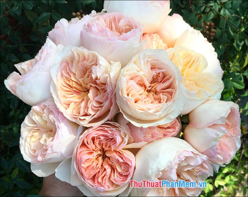 The most beautiful roses Picture 13