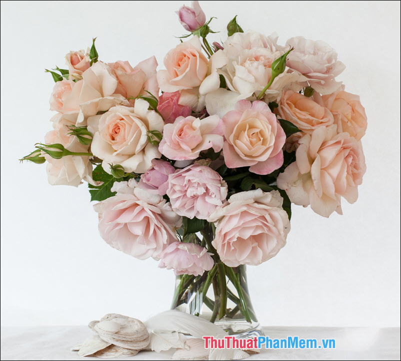 The most beautiful roses Picture 14