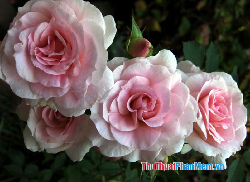 The most beautiful roses Picture 16