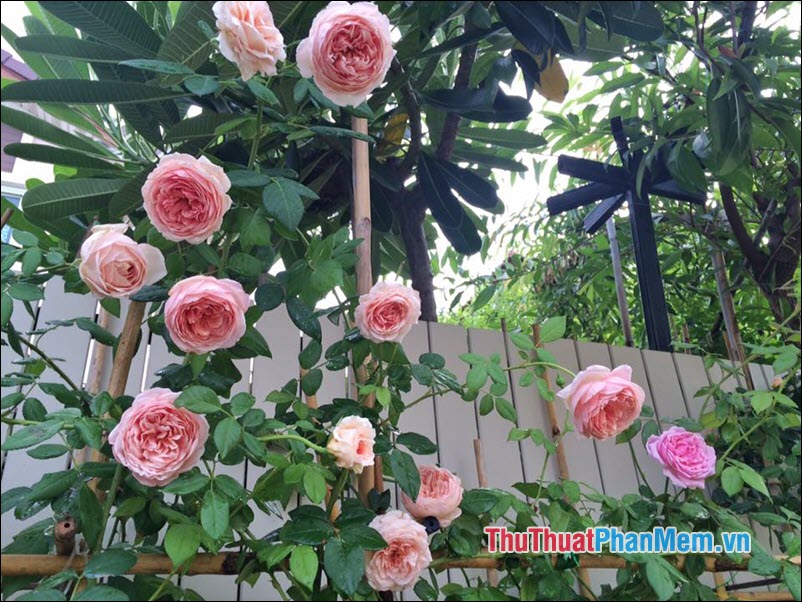 The most beautiful roses Picture 17