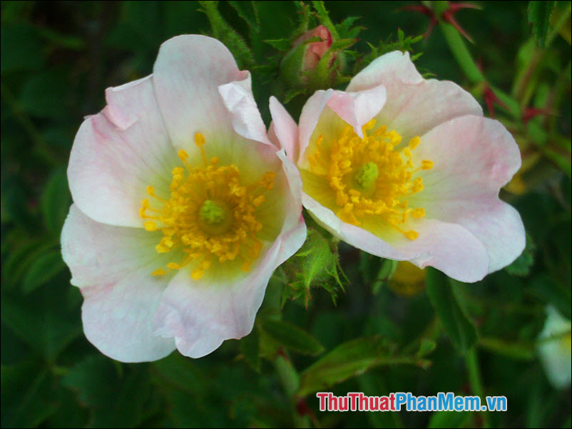 The most beautiful roses Picture 2