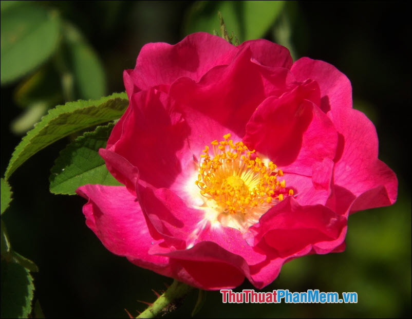 The most beautiful roses Picture 23