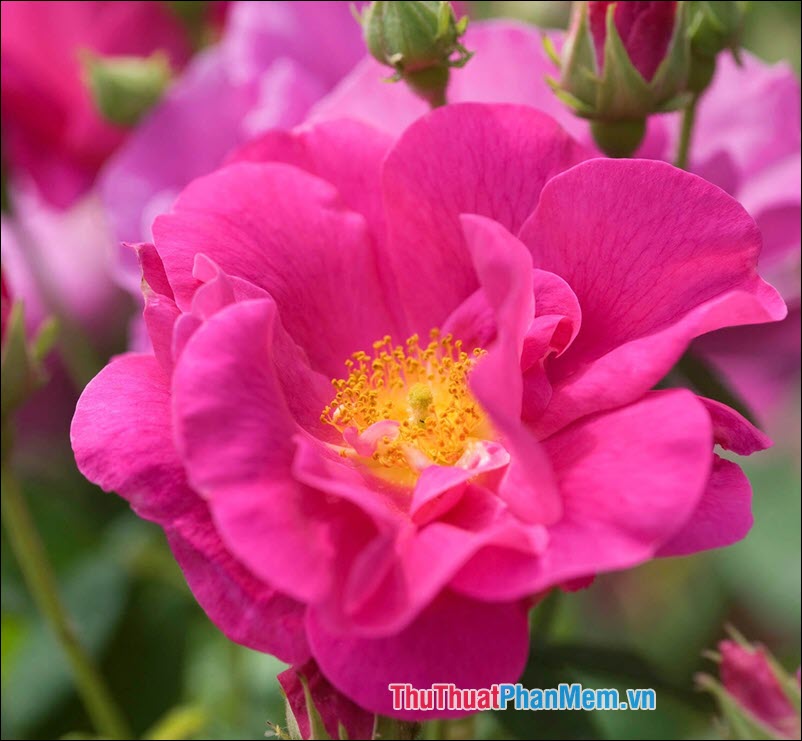 The most beautiful roses Picture 25