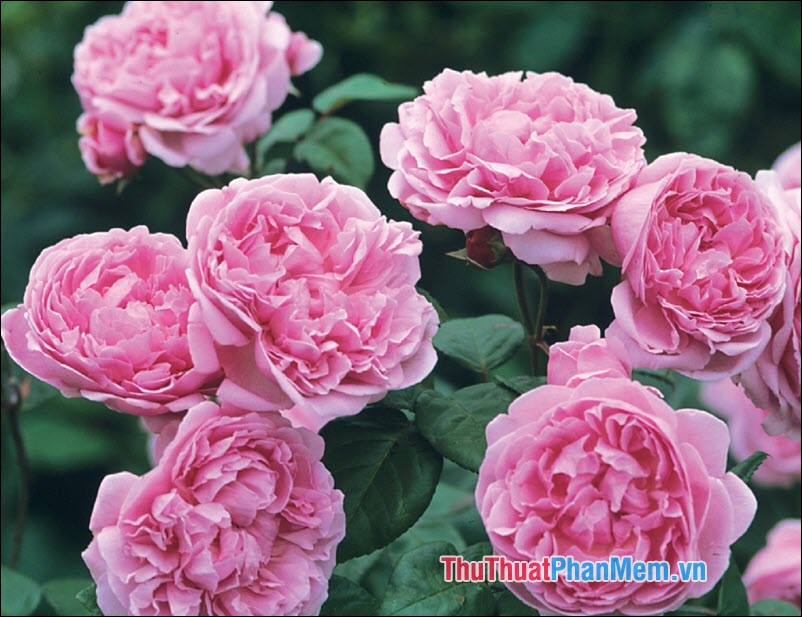 The most beautiful roses Picture 27