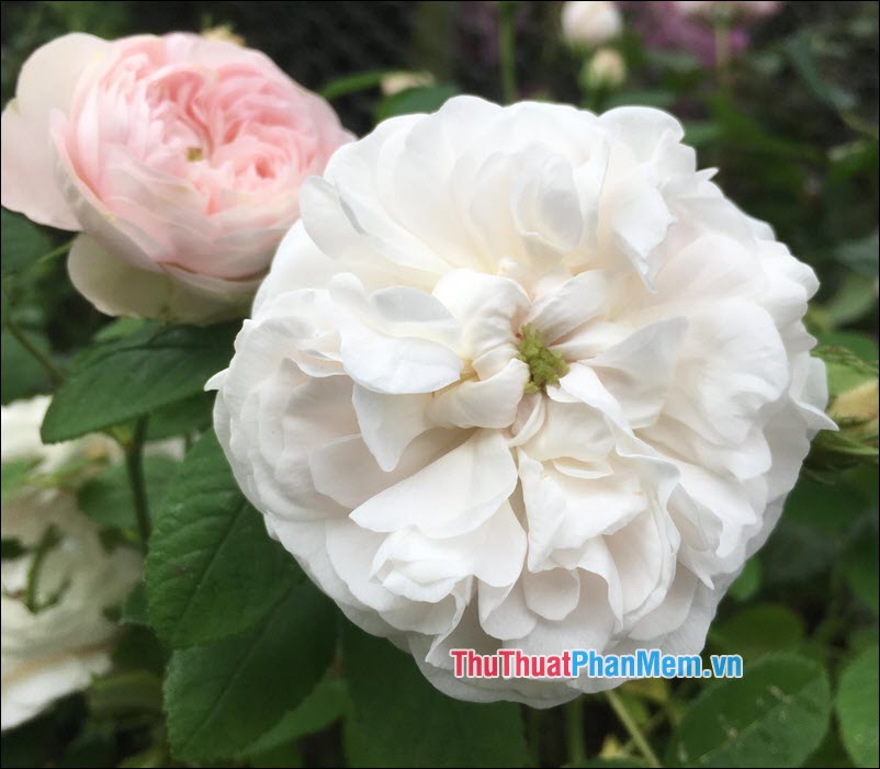 The most beautiful roses Picture 29