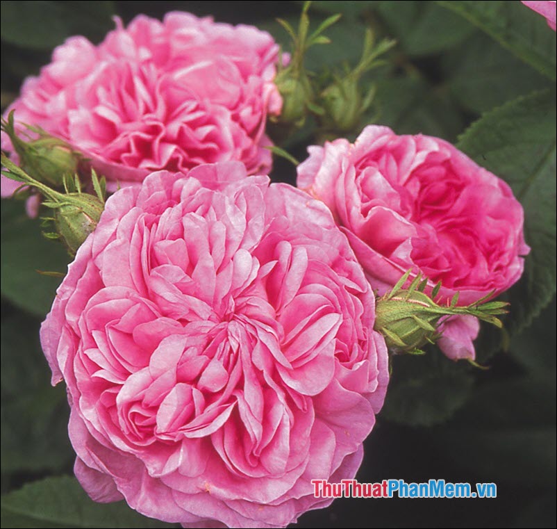 The most beautiful roses Picture 31