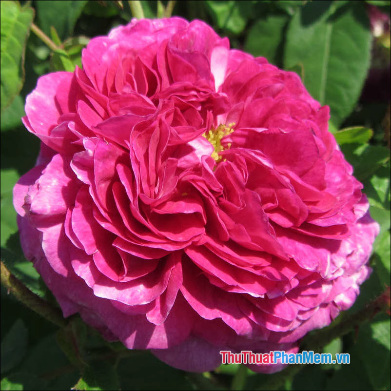 The most beautiful roses Picture 35