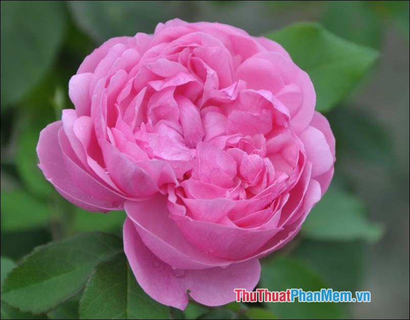 The most beautiful roses Picture 37