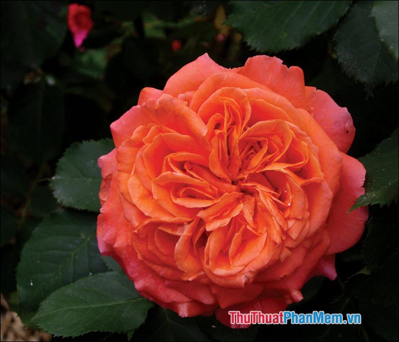 The most beautiful roses Picture 39