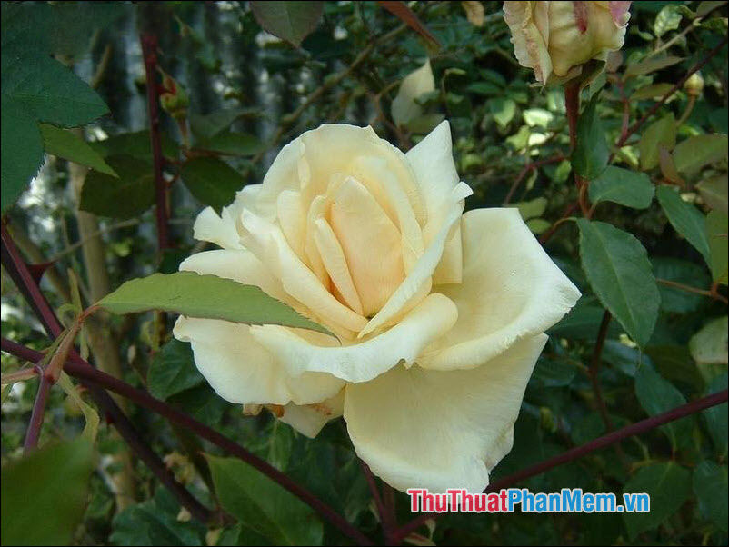 The most beautiful roses Picture 40