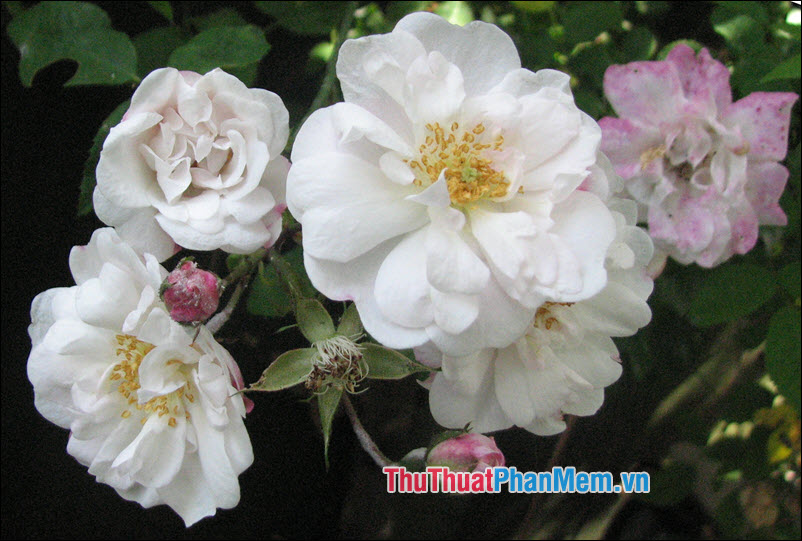 The most beautiful roses Picture 42