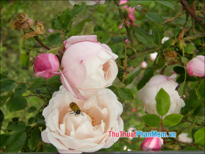 The most beautiful roses Picture 44