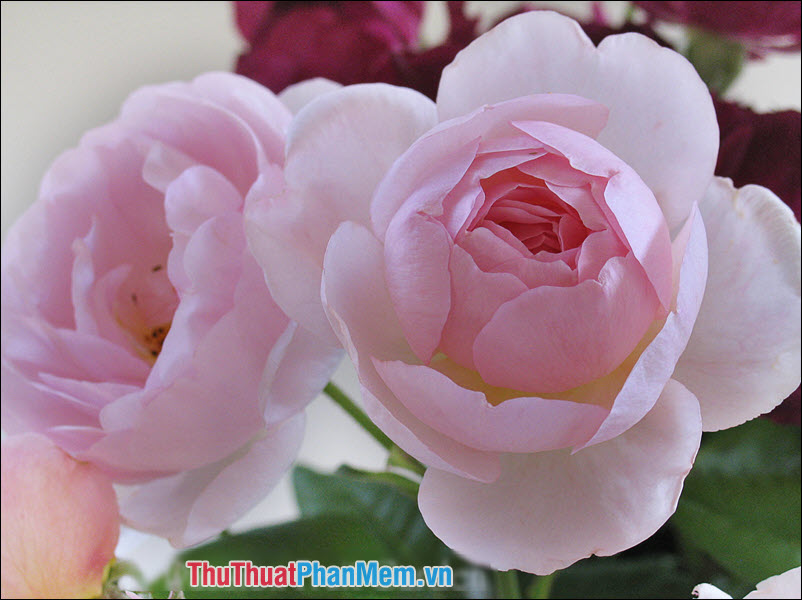 The most beautiful roses Picture 45