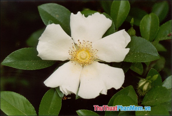 The most beautiful roses Picture 47