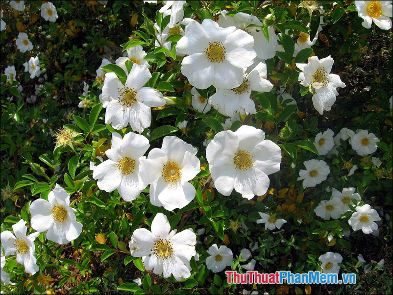 The most beautiful roses Picture 49