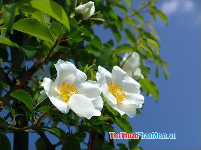 The most beautiful roses Picture 50