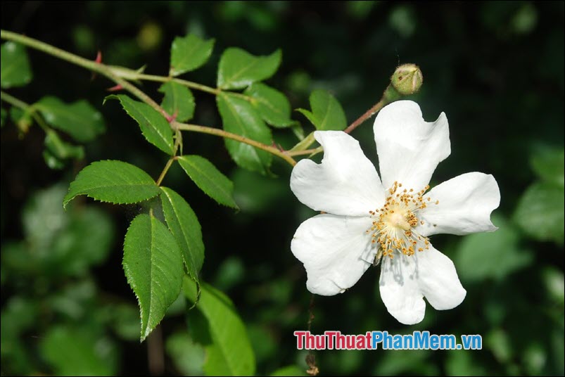 The most beautiful roses Picture 53