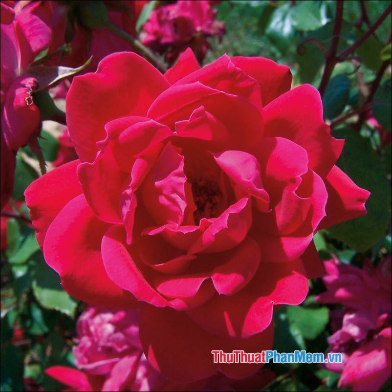 The most beautiful roses Picture 57