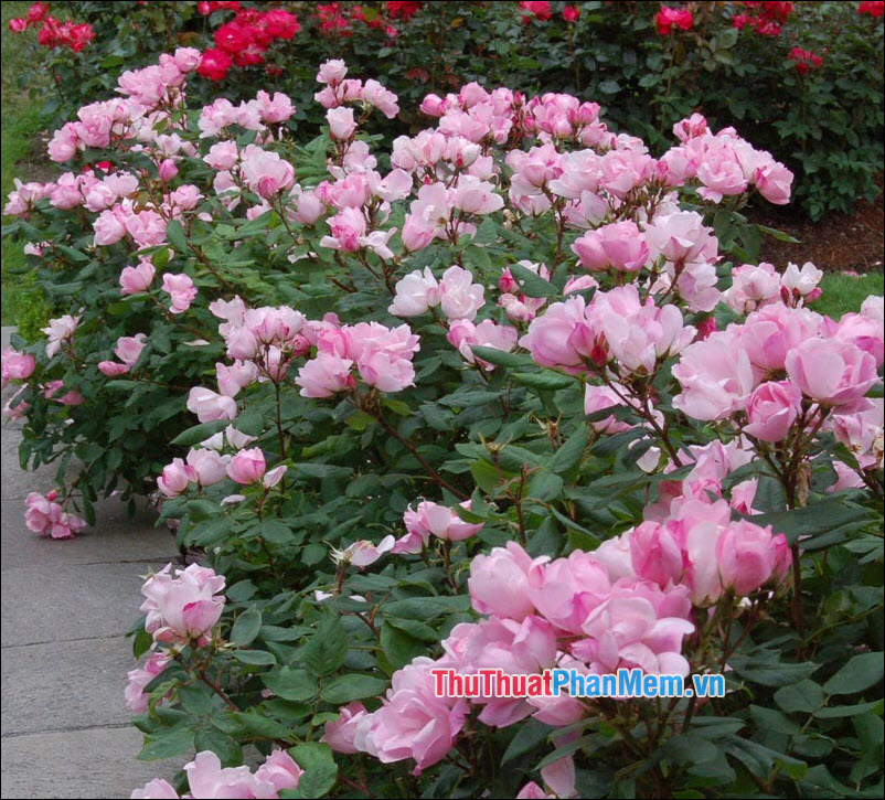 The most beautiful roses Picture 58