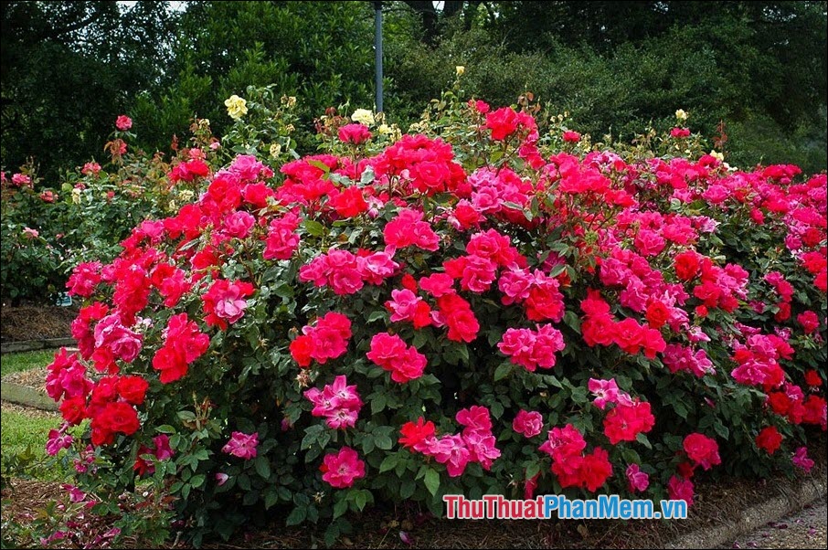 The most beautiful roses Picture 59