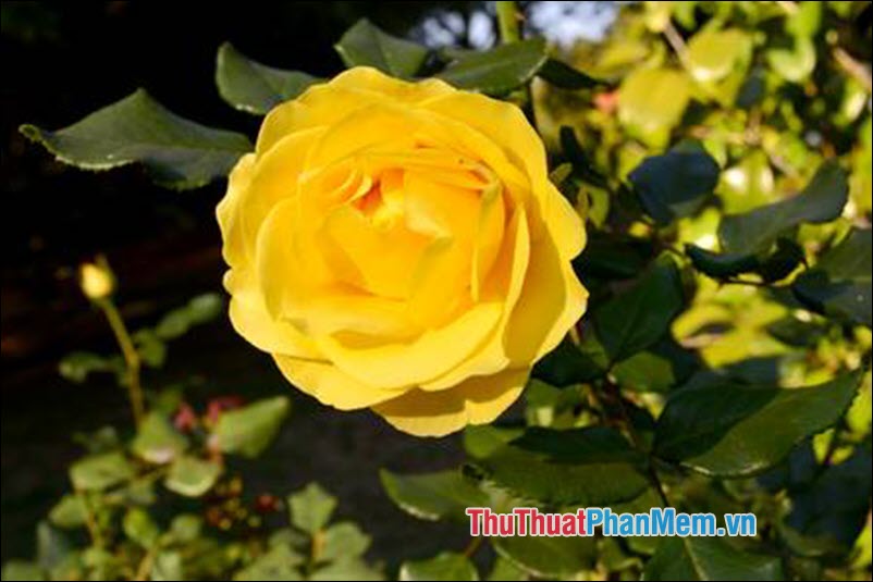 The most beautiful roses Picture 6