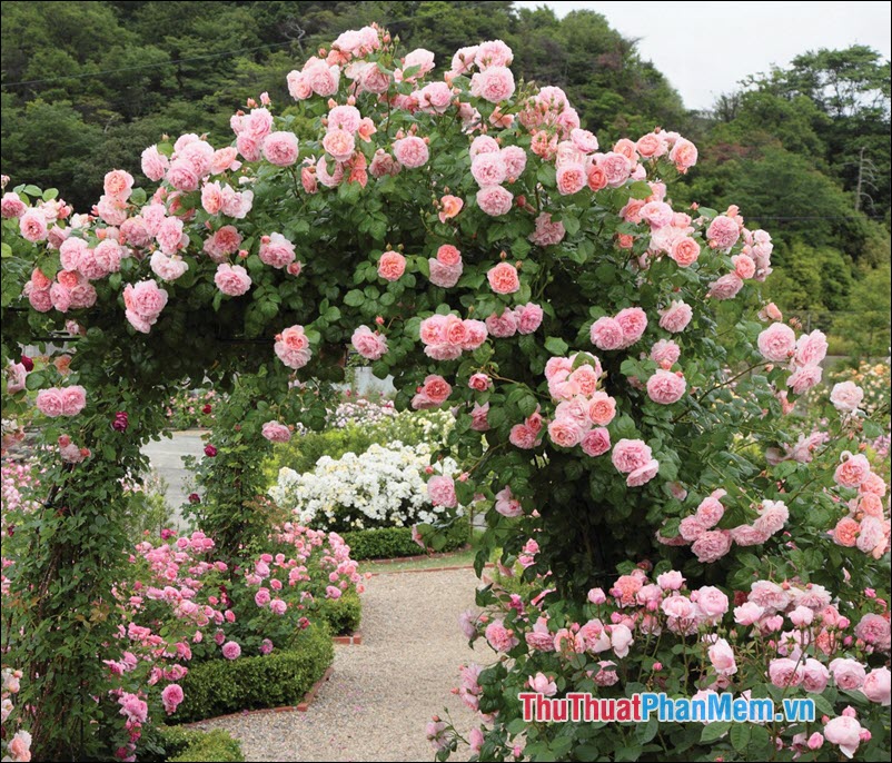 The most beautiful roses Picture 62