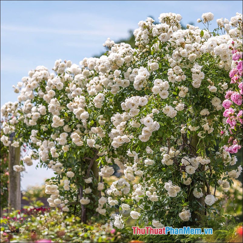 The most beautiful roses Picture 63