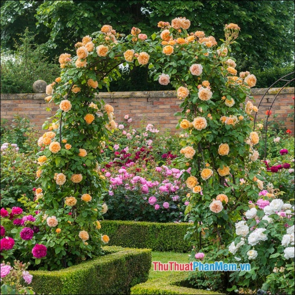 The most beautiful roses Picture 65