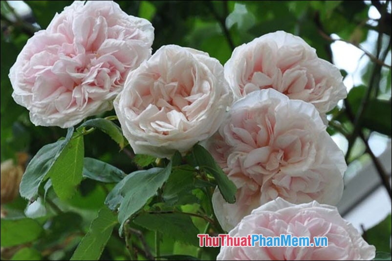 The most beautiful roses Picture 7