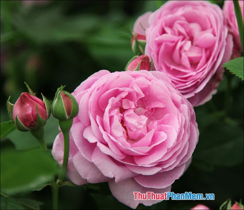 The most beautiful roses Picture 9