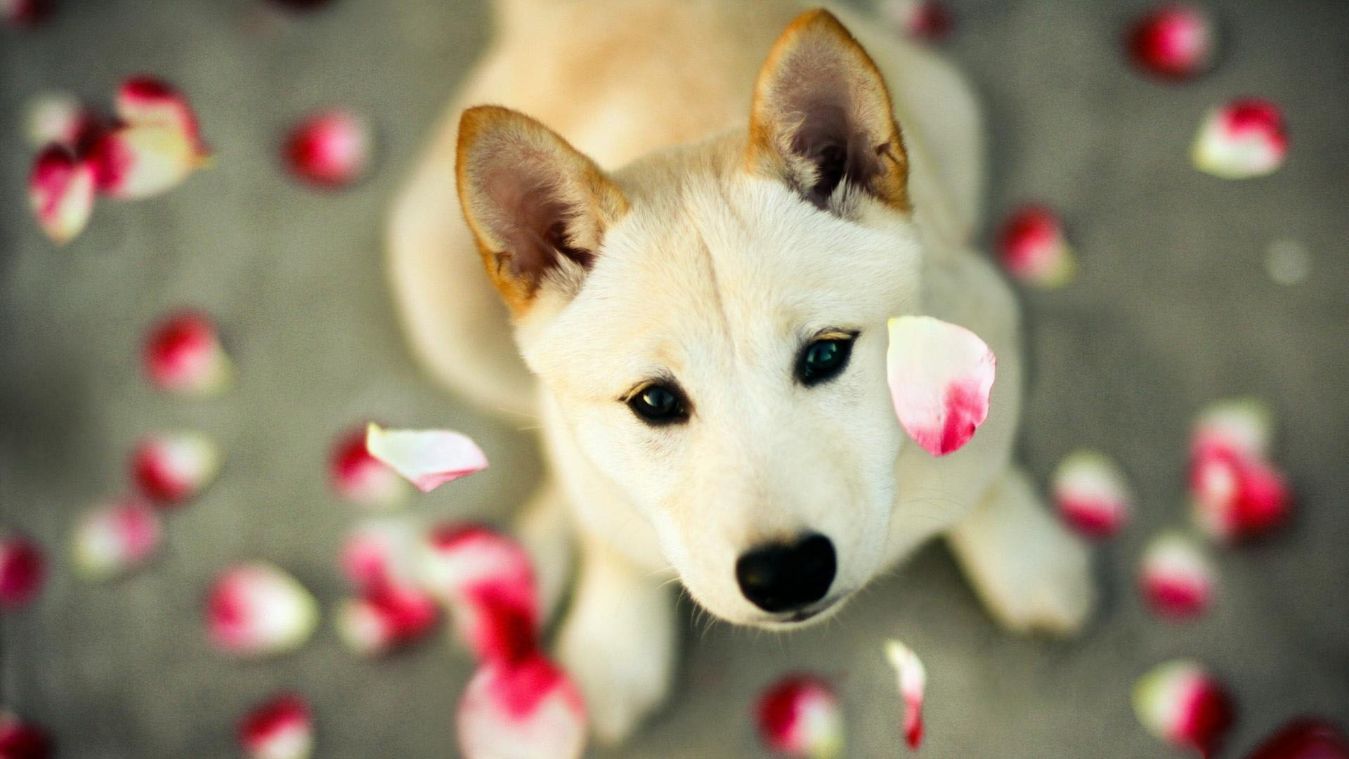 The most beautiful Zalo wallpaper Picture 12