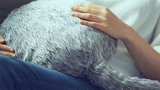 The most bizarre inventions CES 2019 Picture 18