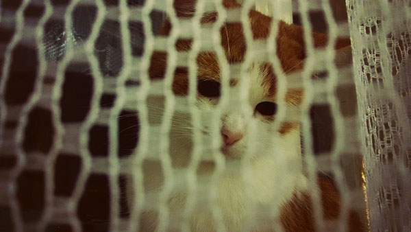 The most cute and adorable set of cat wallpapers Picture 12