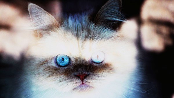 The most cute and adorable set of cat wallpapers Picture 14