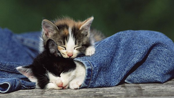 The most cute and adorable set of cat wallpapers Picture 15