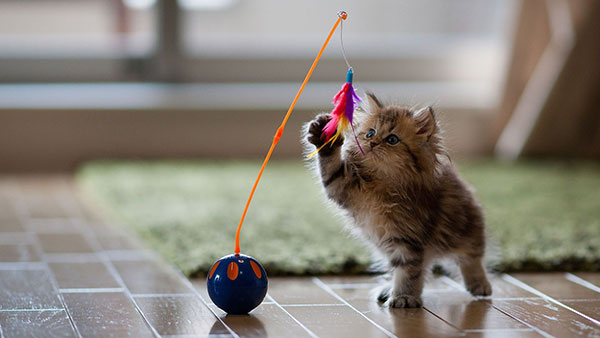 The most cute and adorable set of cat wallpapers Picture 17