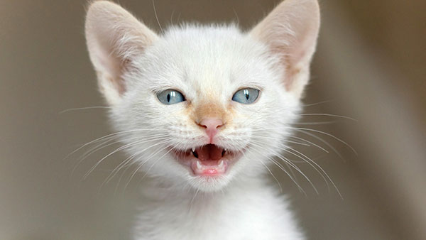 The most cute and adorable set of cat wallpapers Picture 19