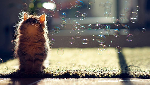 The most cute and adorable set of cat wallpapers Picture 24