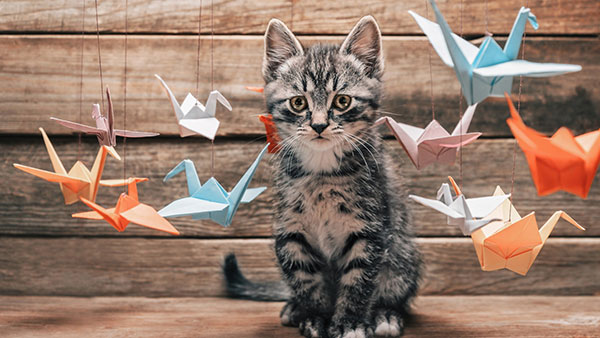 The most cute and adorable set of cat wallpapers