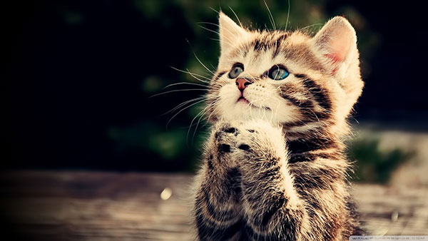 The most cute and adorable set of cat wallpapers Picture 39