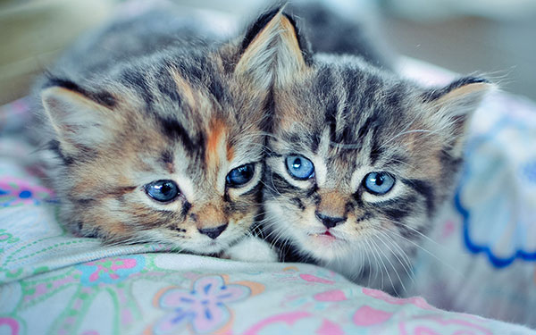 The most cute and adorable set of cat wallpapers Picture 5