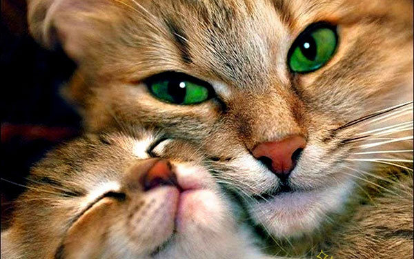 The most cute and adorable set of cat wallpapers Picture 6