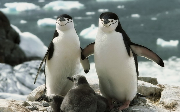 The most cute, funny and funny animal wallpapers Picture 1