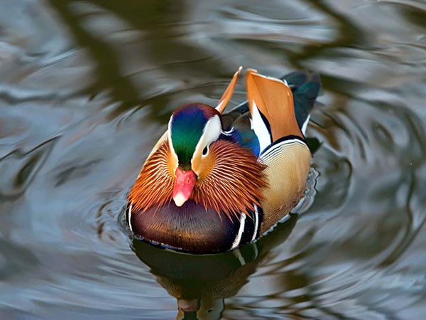 The most cute, funny and funny animal wallpapers Picture 26