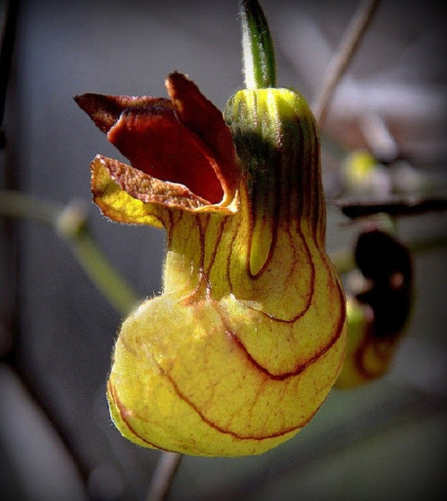 The most exotic plants on Earth Picture 12