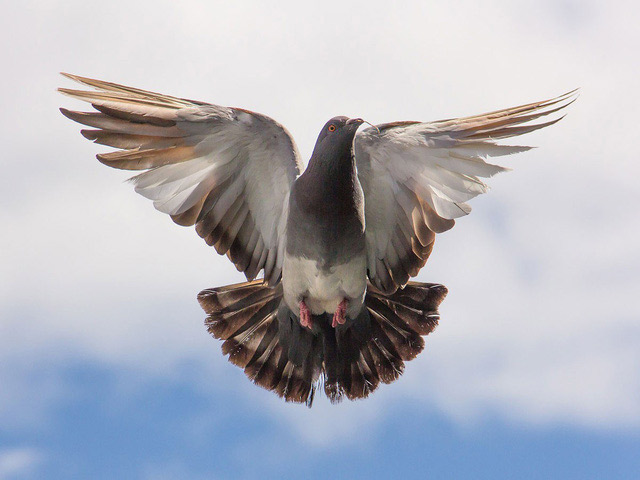 The most expensive animals on the planet, the most expensive ones cost $ 4.1 million Picture 4