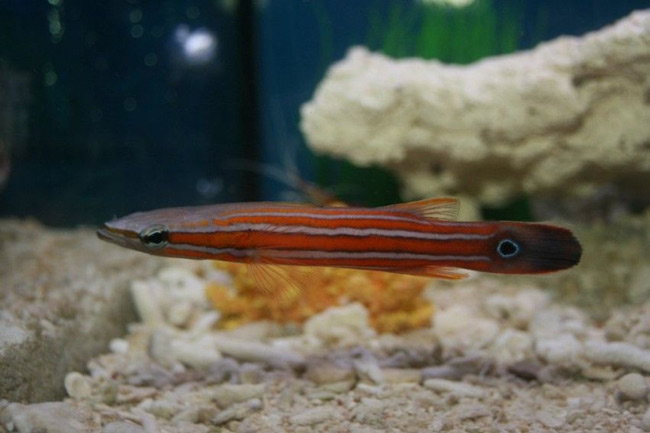 The most expensive fish in the world, the highest record is over 71 billion a tuna Picture 12