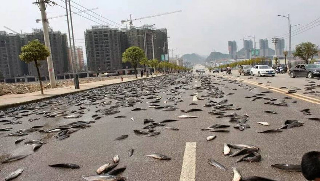 The most mysterious and mysterious animal rains in the world Picture 1